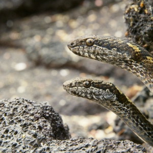 Racer Snakes (Planet Earth 2)